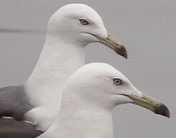 20060428091017-gavi.gif